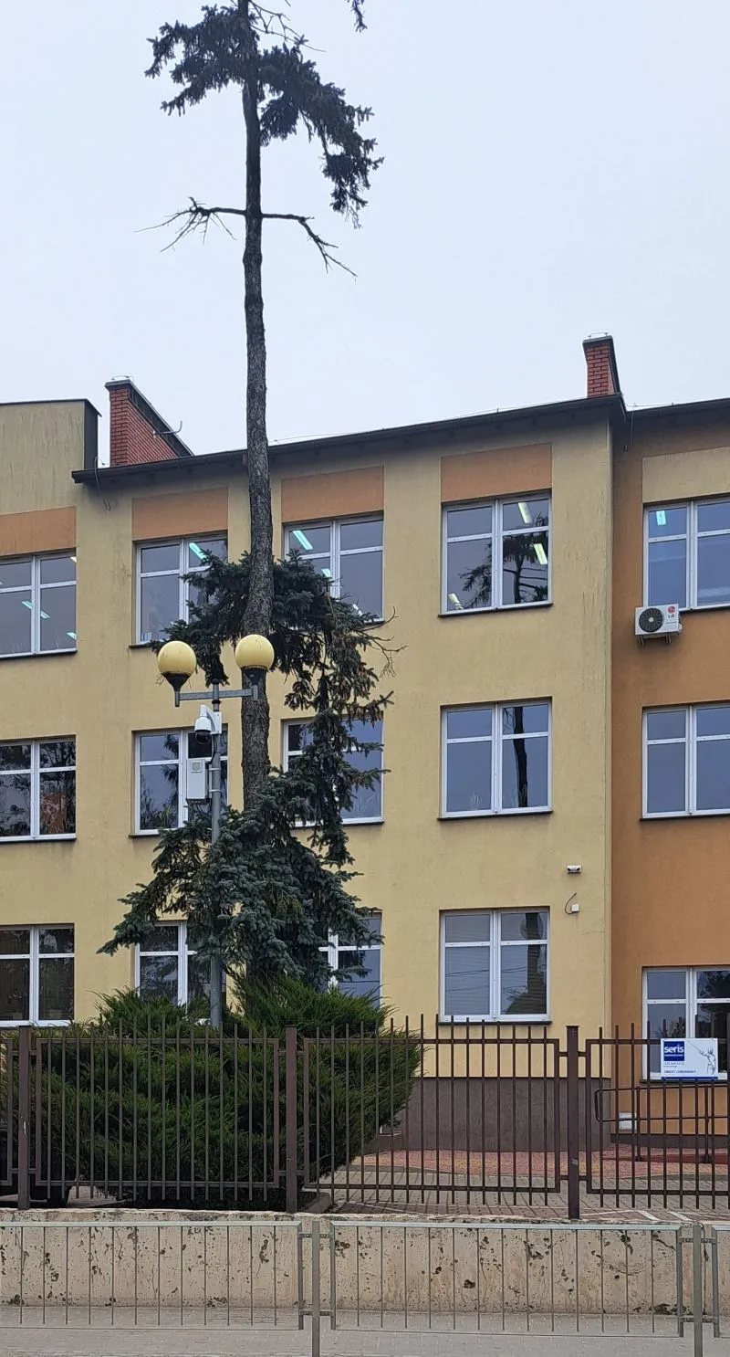 Drzewo o nienaturalnie nagim pniu z gałęziami skupionymi głównie na dole, rosnące przed trzypiętrowym budynkiem z żółtą elewacją i licznymi oknami.