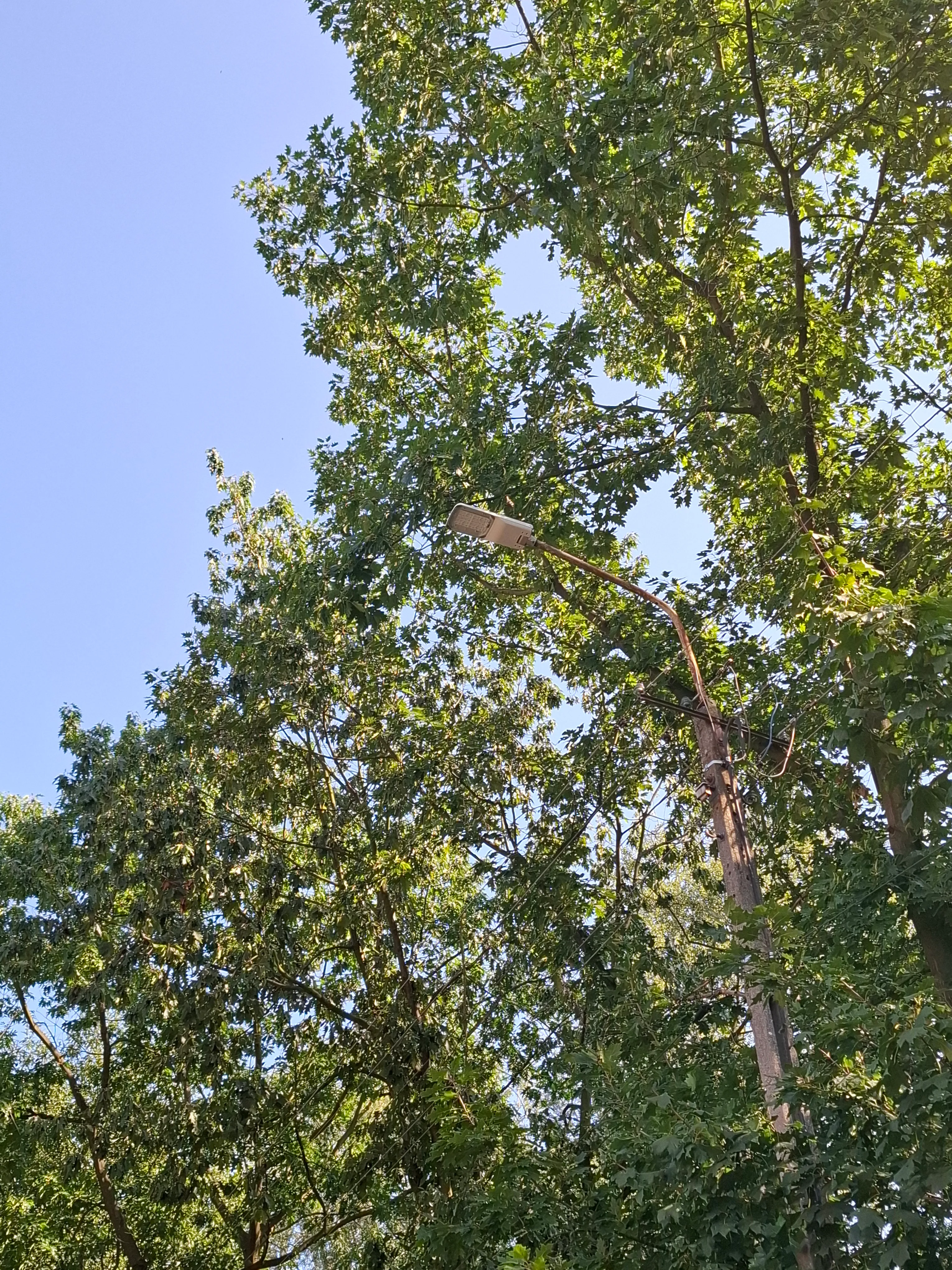 Latarnia uliczna na tle zielonych drzew pod jasnym, niebieskim niebem w ciągu dnia.