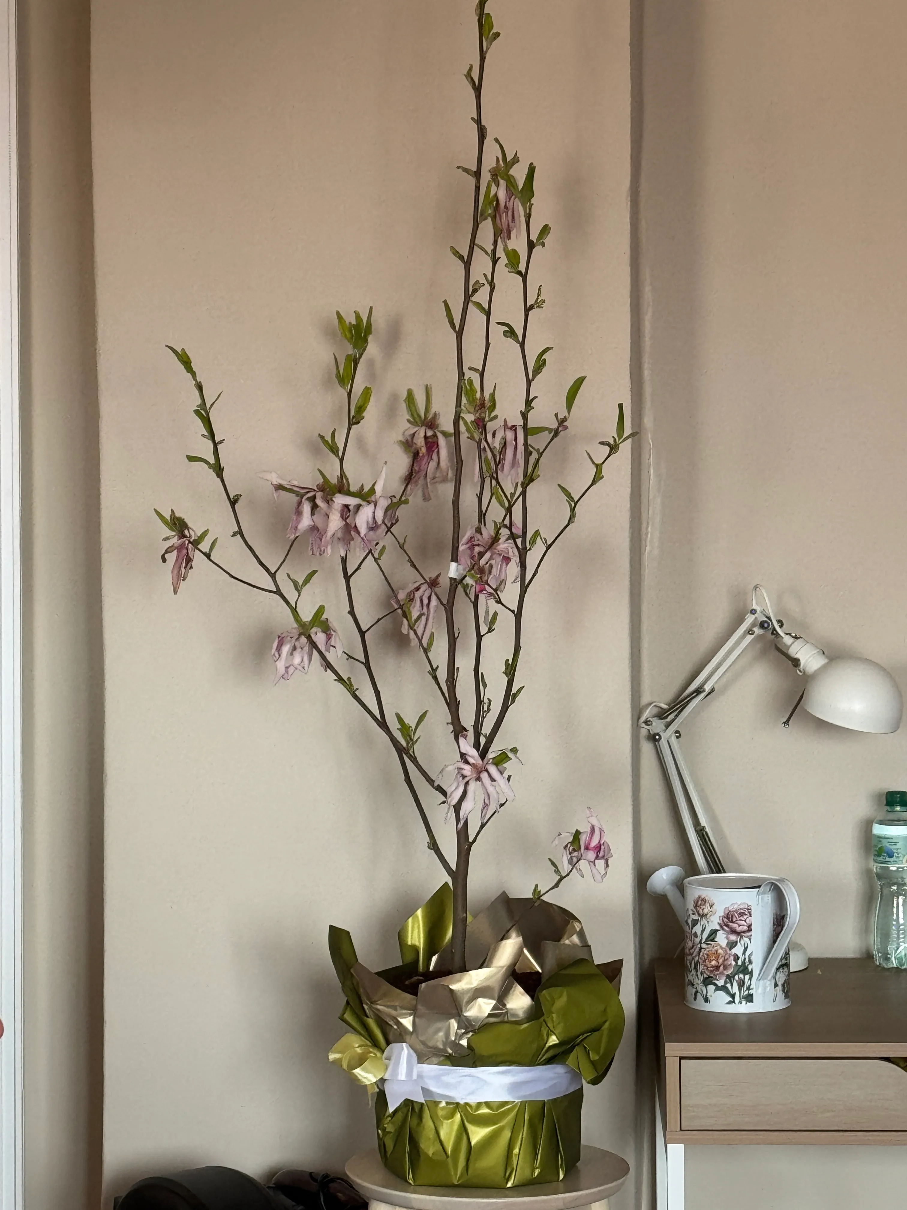 Wewnątrz pokoju stoi wysoka gałąź kwitnącej magnolii w złoto-białej foliowanej doniczce. Gałąź ma cienkie ciemne pędy, jasnoróżowe zwisające kwiaty i świeże zielone listki. Po prawej stoi biała lampa biurkowa, kubek z kwiatowym wzorem i butelka wody na drewnianej szafce, tło to gładka beżowa ściana.