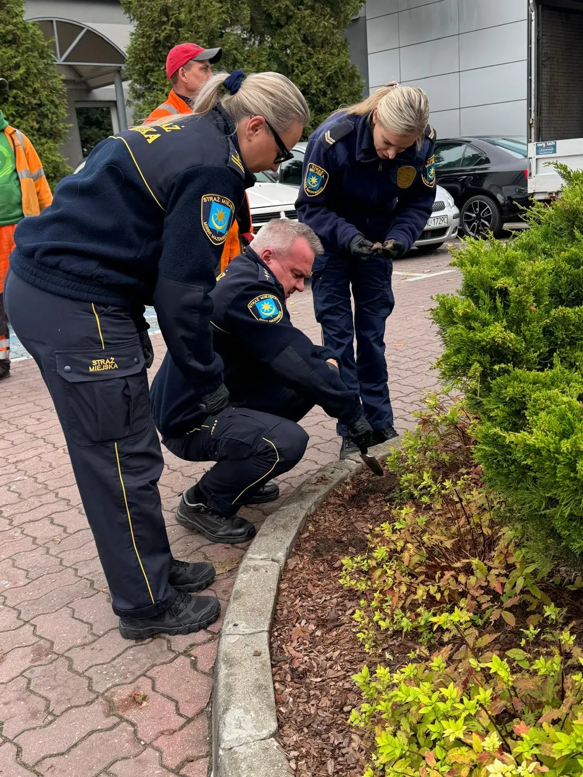 Trzy osoby w mundurach Straży Miejskiej przeszukują ziemię przy krawężniku na chodniku obok krzewów. Dzień. Na pierwszym planie mężczyzna kuca, trzymając narzędzie. W tle dwie osoby w pomarańczowych ubraniach roboczych.