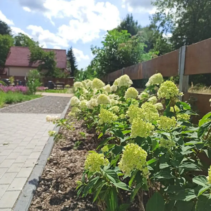 Krzewy hortensji o jasnozielonych i białych kwiatach rosnące wzdłuż chodnika i drewnianego płotu.