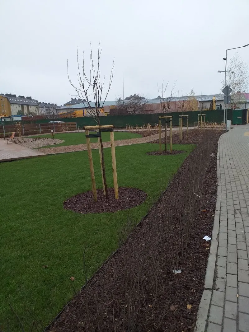 Młode drzewa w podporach otoczone trawnikiem i rabatą z niskimi krzewami obok chodnika z kostki brukowej.